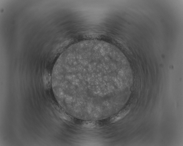 X0000087320624200705181012