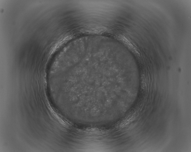 X0000087320634200705181012