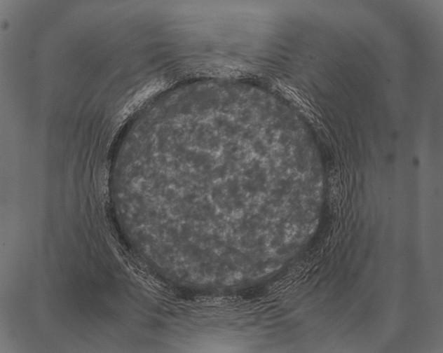 X0000087320679200705181012