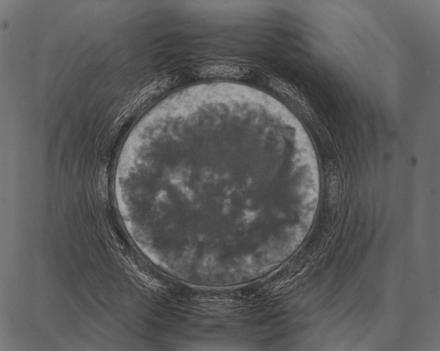 X0000087320729200705181010