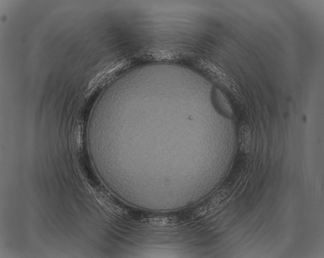 X0000087320740200705181010