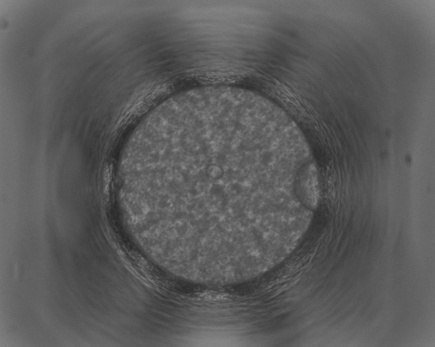 X0000087320742200705181010