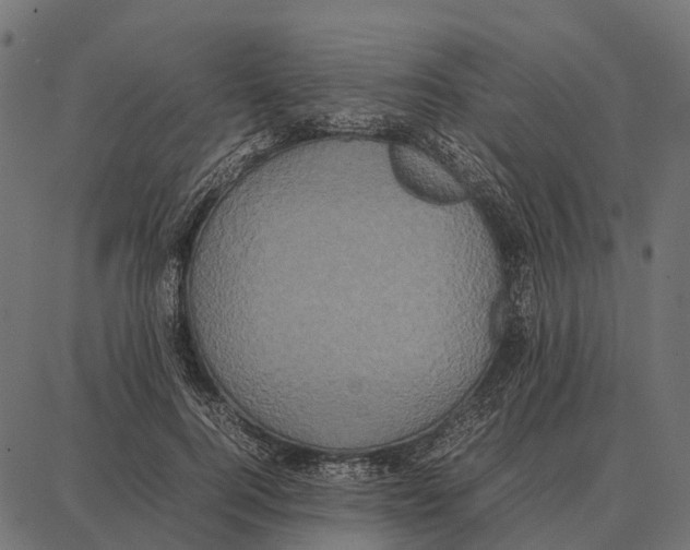 X0000087320744200705181010