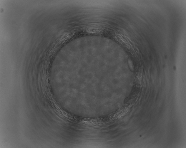 X0000087320817200705181009