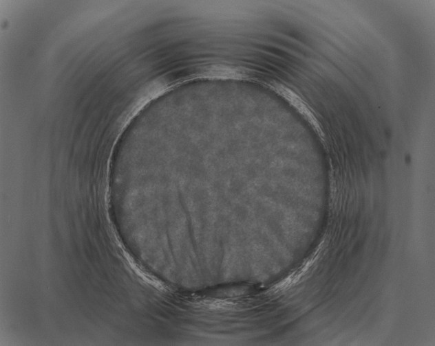 X0000087320845200705181009