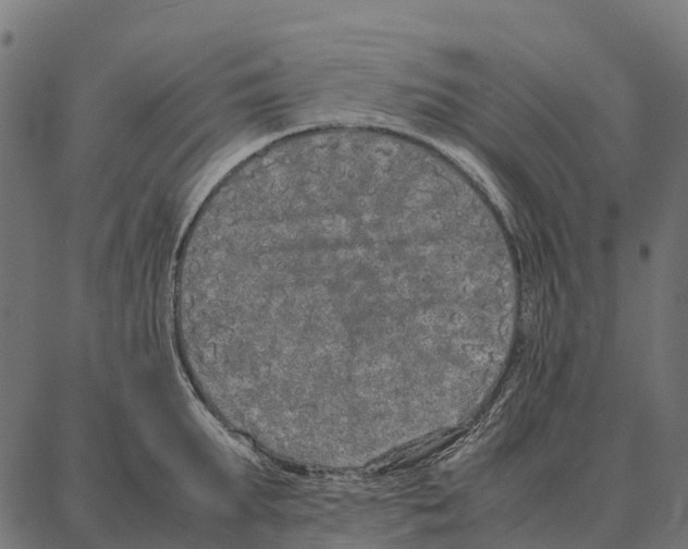 X0000087320903200705181008