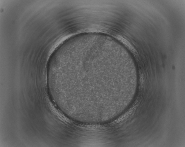 X0000087320934200705181007