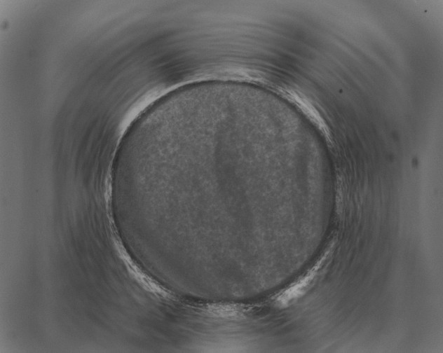 X0000087320944200705181007