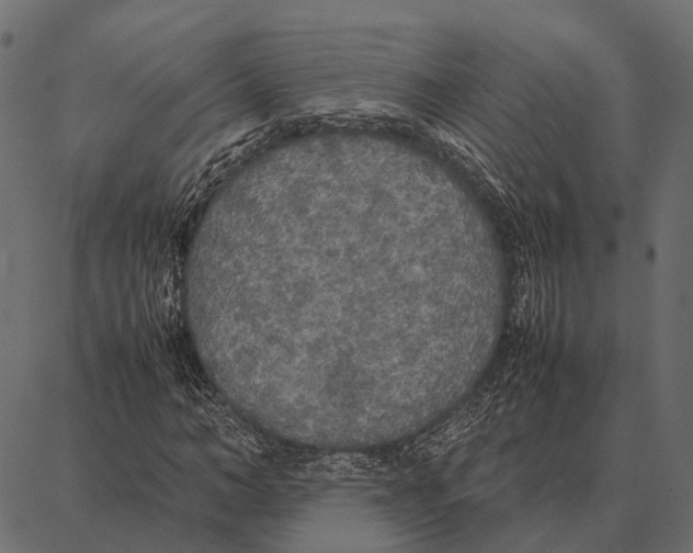 X0000087320966200705181007