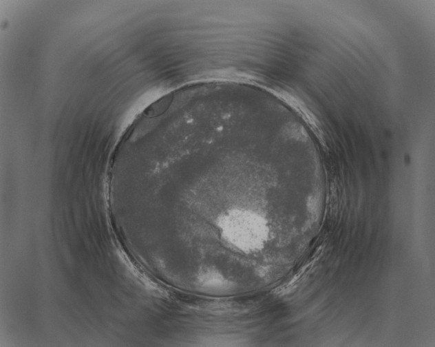 X0000087320998200705181006