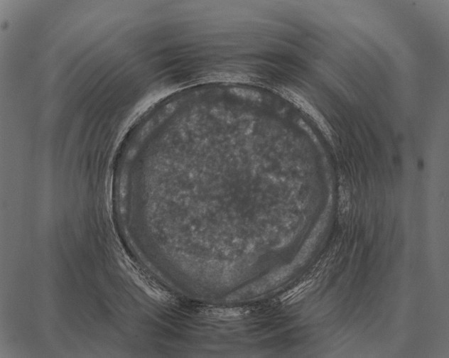 X0000087321035200705181006