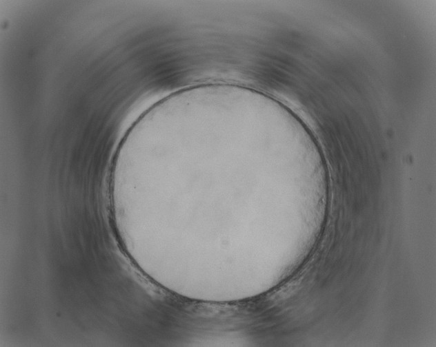 X0000087321056200705181006