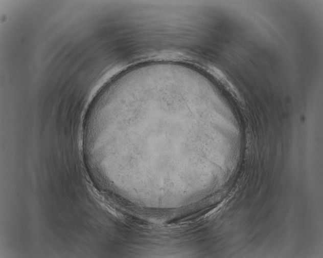 X0000087321232200705181003