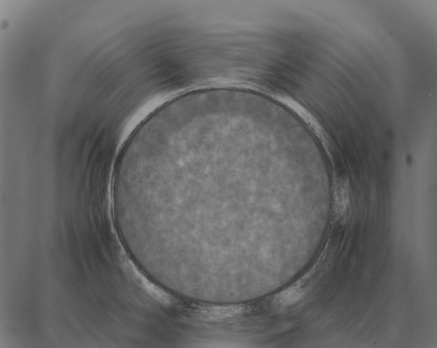 X0000087321294200705181001