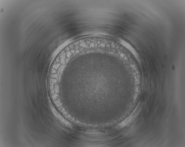 X0000087321338200705181001