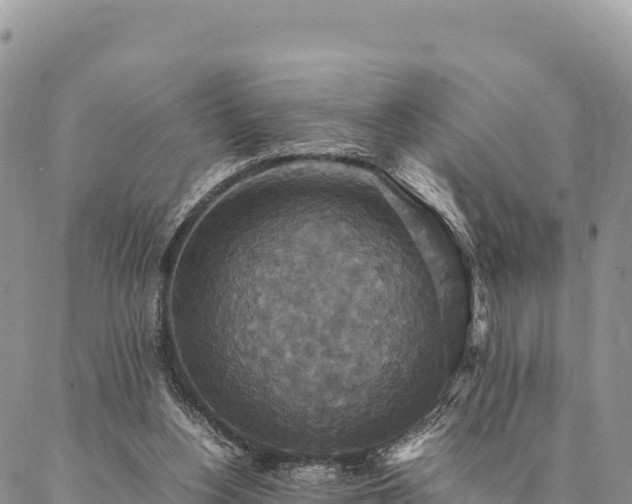 X0000087330156200704271501