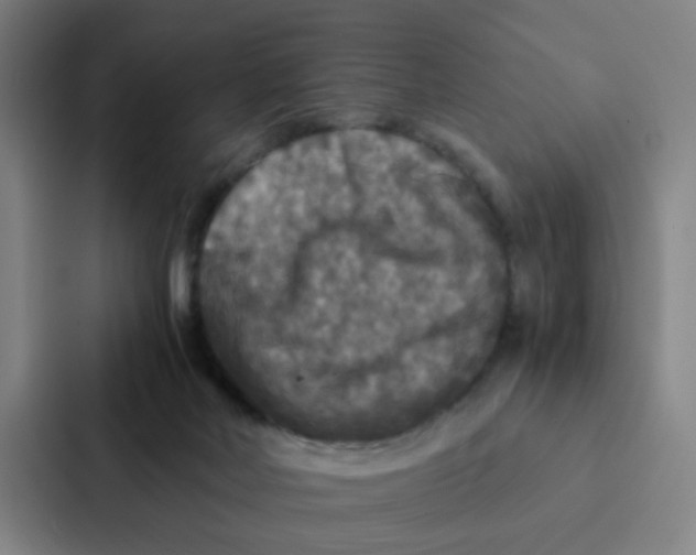 X0000087330026200705112206