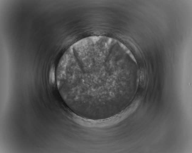 X0000087330046200705112205