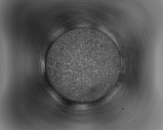 X0000087330061200705112205