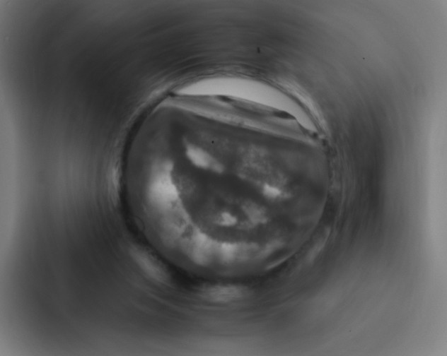 X0000087330063200705112205