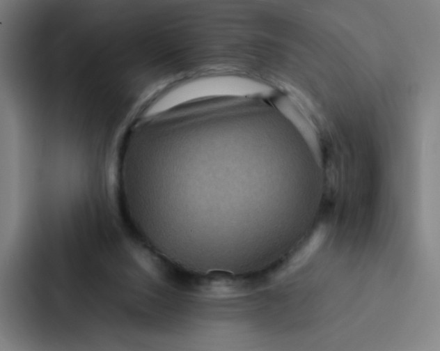 X0000087330064200705112205
