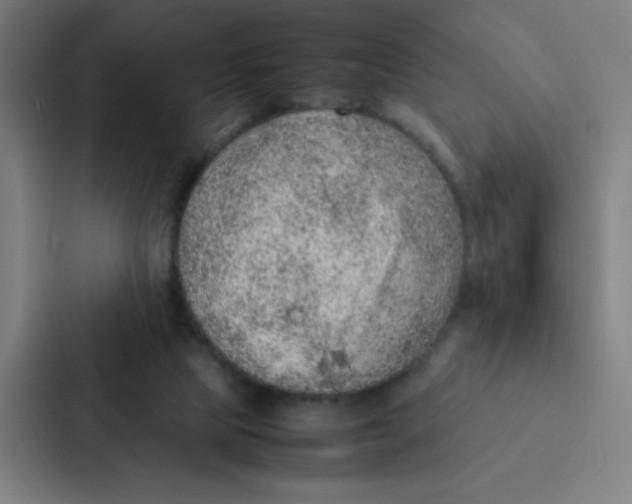 X0000087330065200705112205