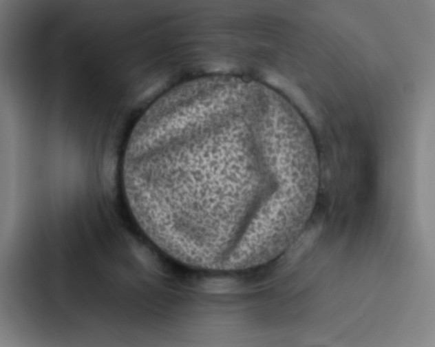 X0000087330066200705112205
