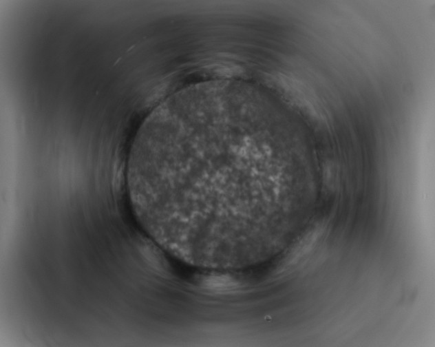 X0000087330177200705112204