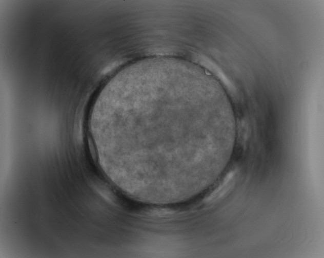 X0000087330203200705112203