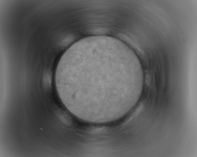 X0000087330206200705112203