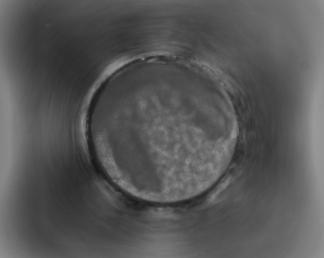 X0000087330244200705112202