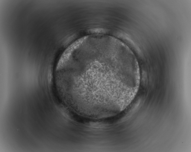 X0000087330259200705112202