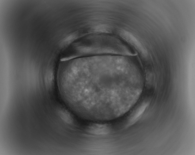 X0000087330260200705112202