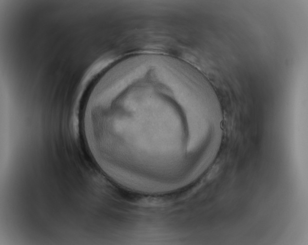 X0000087330294200705112202
