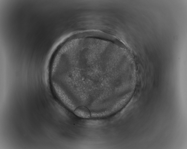 X0000087330342200705112201