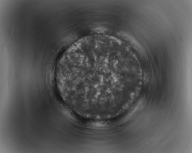 X0000087330365200705112201