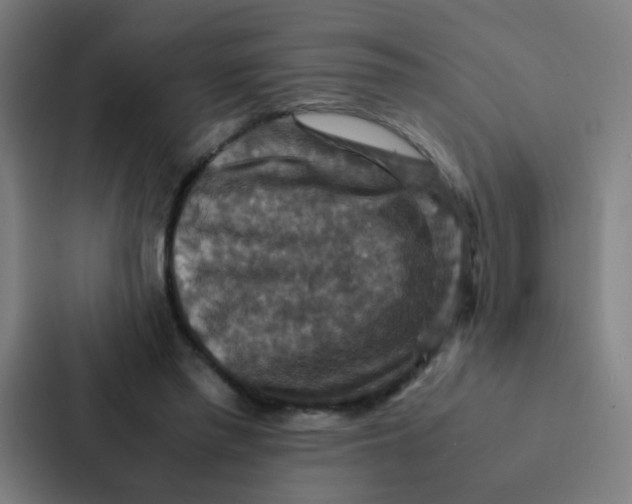 X0000087330397200705112201
