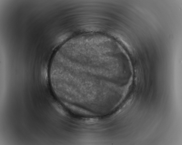 X0000087330398200705112201