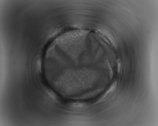 X0000087330404200705112201