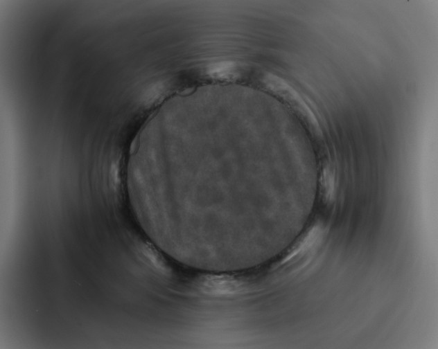 X0000087330424200705112200