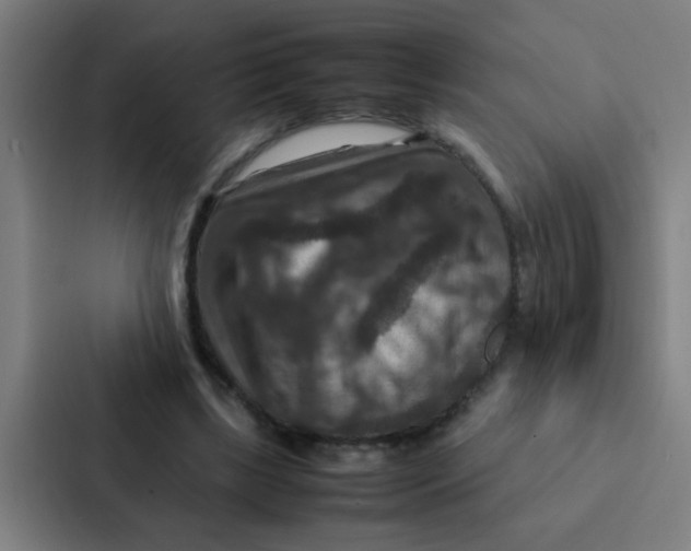 X0000087330443200705112200
