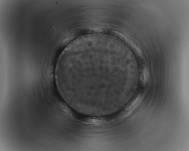 X0000087330466200705112200