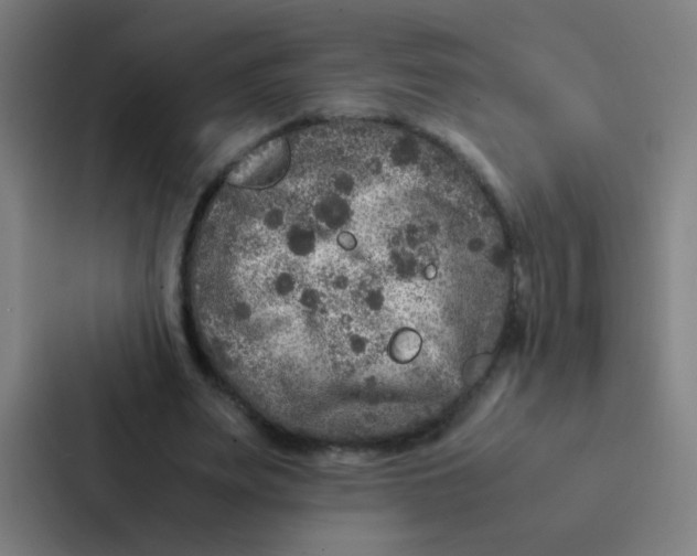 X0000087330487200705112200