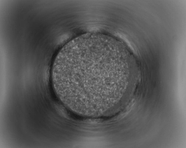 X0000087330495200705112200