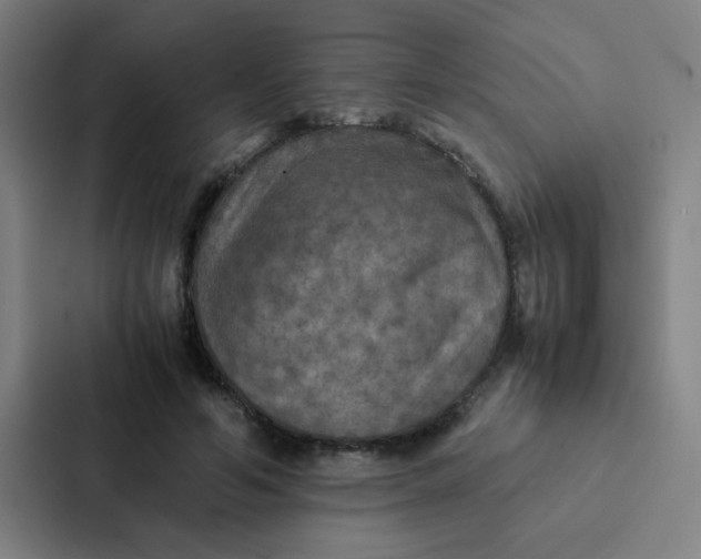 X0000087330594200705112158