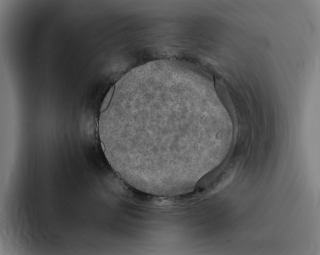 X0000087330624200705112158