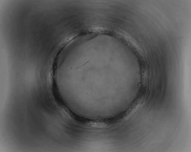 X0000087330644200705112158