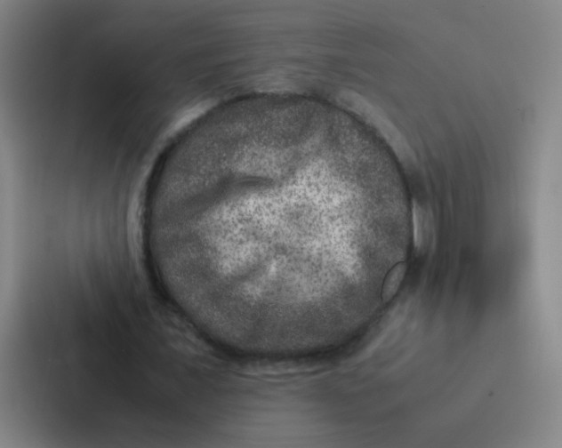X0000087330675200705112157