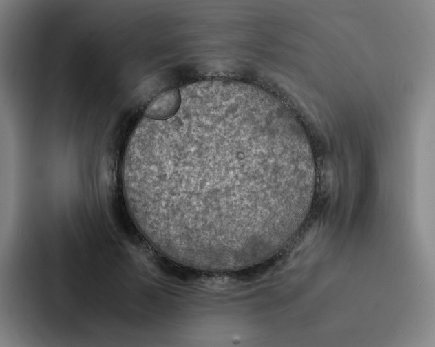 X0000087330695200705112157