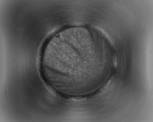 X0000087330736200705112156